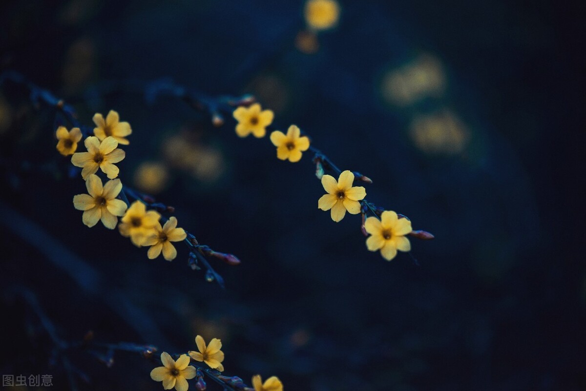 即将开花的十种植物,先长叶后开花的植物