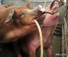 土方治猪病的偏方,猪病特效药配方大全