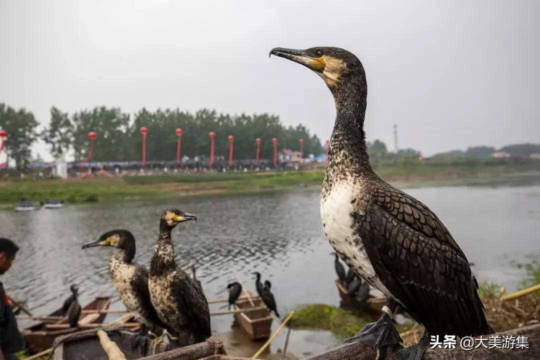 浍沟镇鸬鹚文化节,灵璧鸬鹚捕鱼节