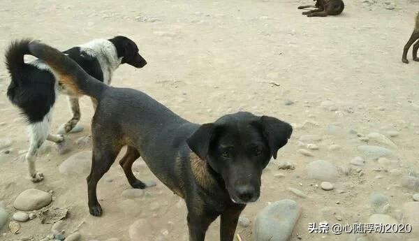 中国凉山猎犬,凉山猎犬与青川猎犬哪个好