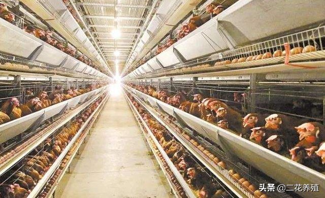 养鸡技术怎么可以让鸡多下蛋,蛋鸡下蛋产蛋率低怎么办