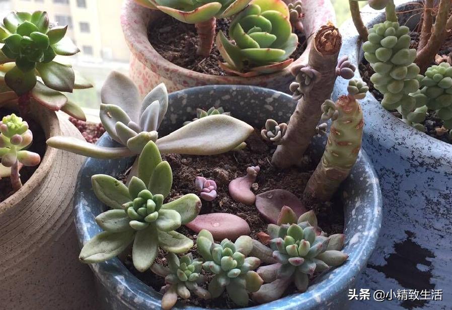 多肉徒长了如何进行处理,多肉徒长的原因和解决方法