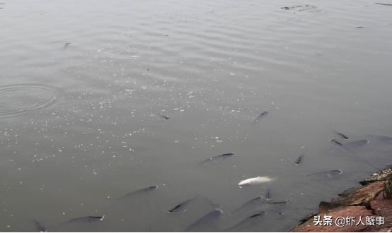 南美白对虾池塘急性倒藻如何处理,池塘倒藻引起氨氮升高怎么处理