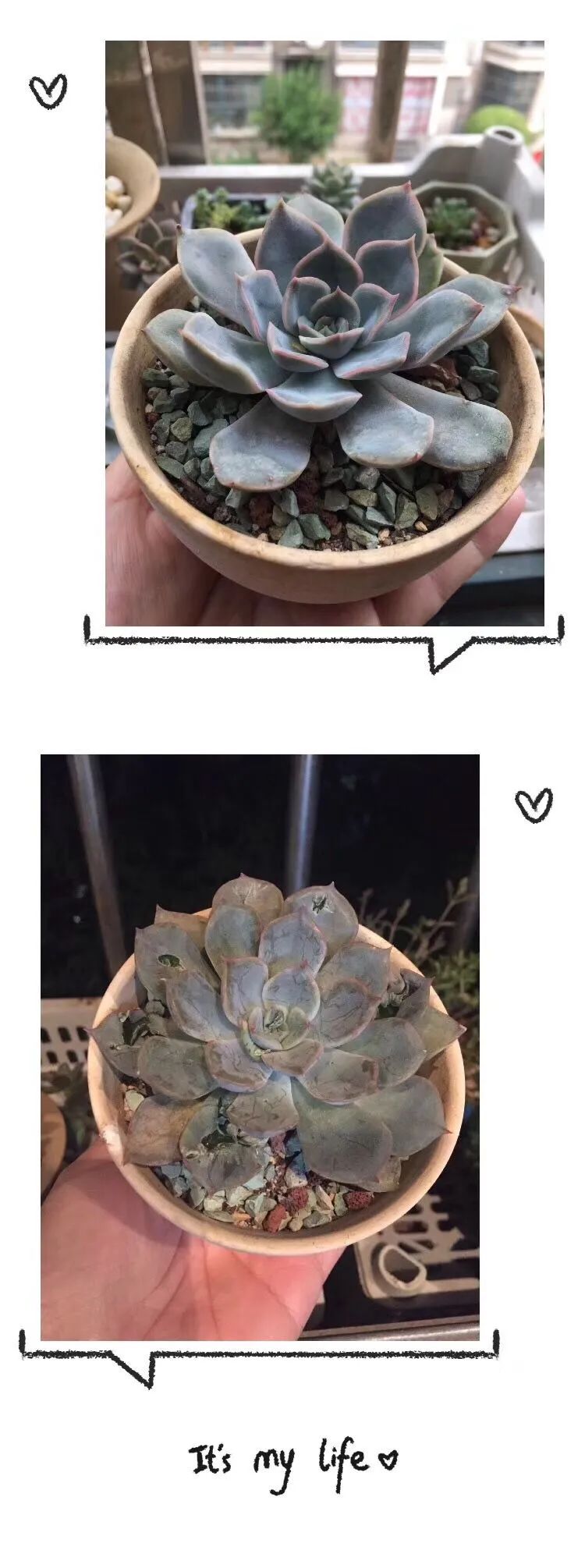 一见倾心二见,一见倾心二见倾城三见定终身