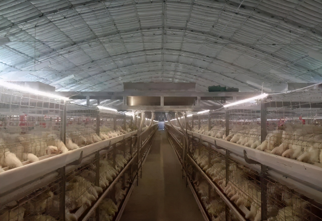 笼养肉鸡夏季管理,笼养肉鸡的管理