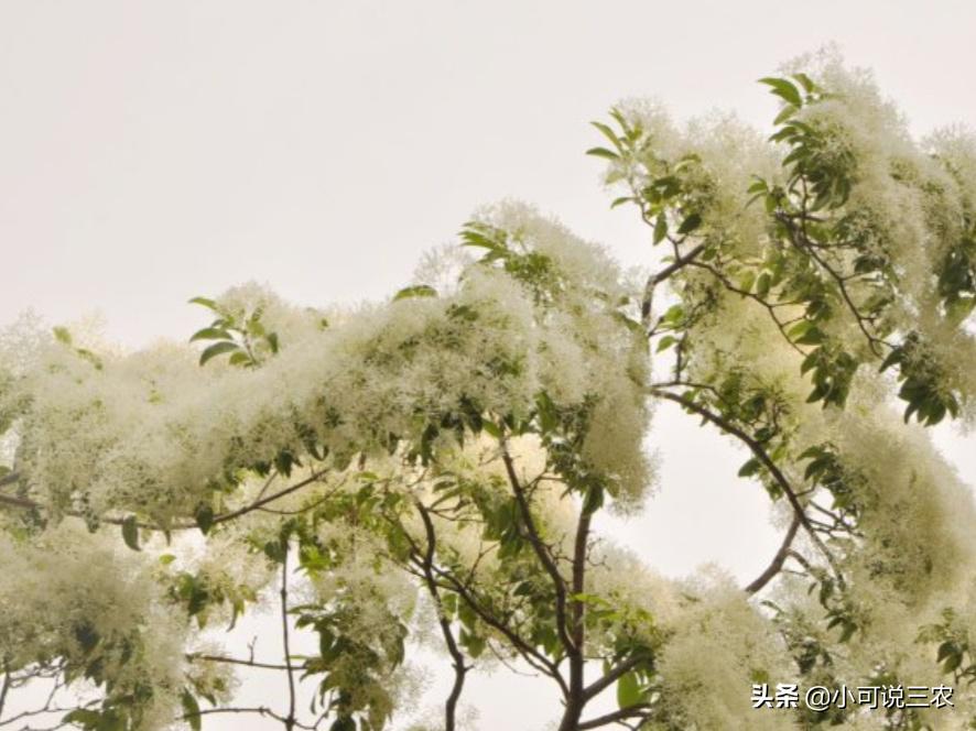 它的名字叫做六月雪,看似有着天大的冤屈,事实是你想多了