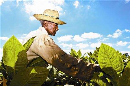 生产队种烟,生产队时代农民