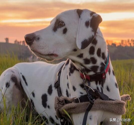 狗狗四联疫苗接种后注意事项,狗狗接种疫苗针管没有排出空气