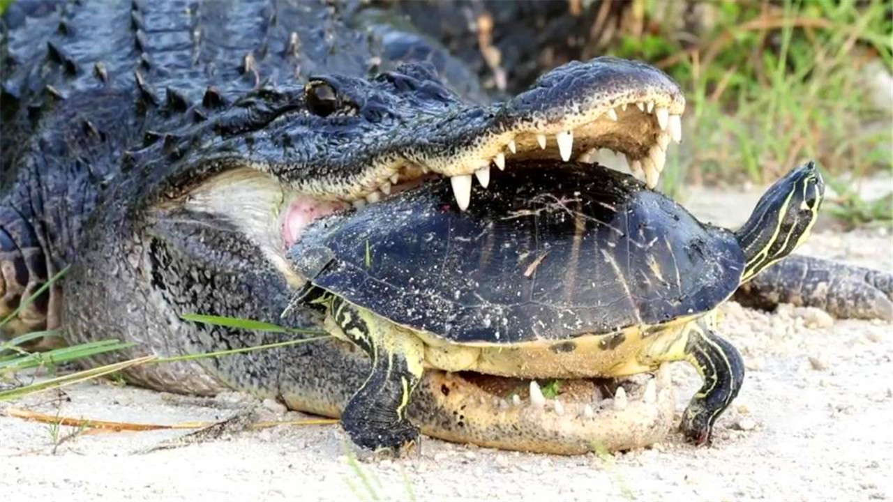 乌龟被拆了还能活吗,乌龟被挖出来