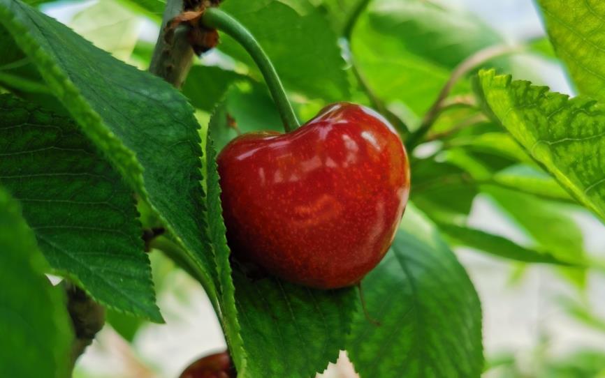 甜樱桃的栽培技术,樱桃施肥什么肥好