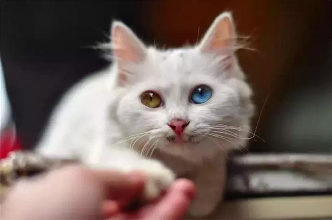 如何用猫条训练猫咪握手,铲屎官学猫咪姿势