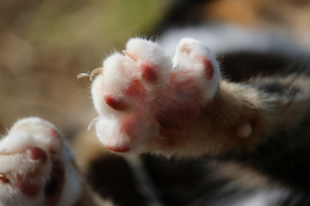 救命啊!为什么猫jiojio这么臭?