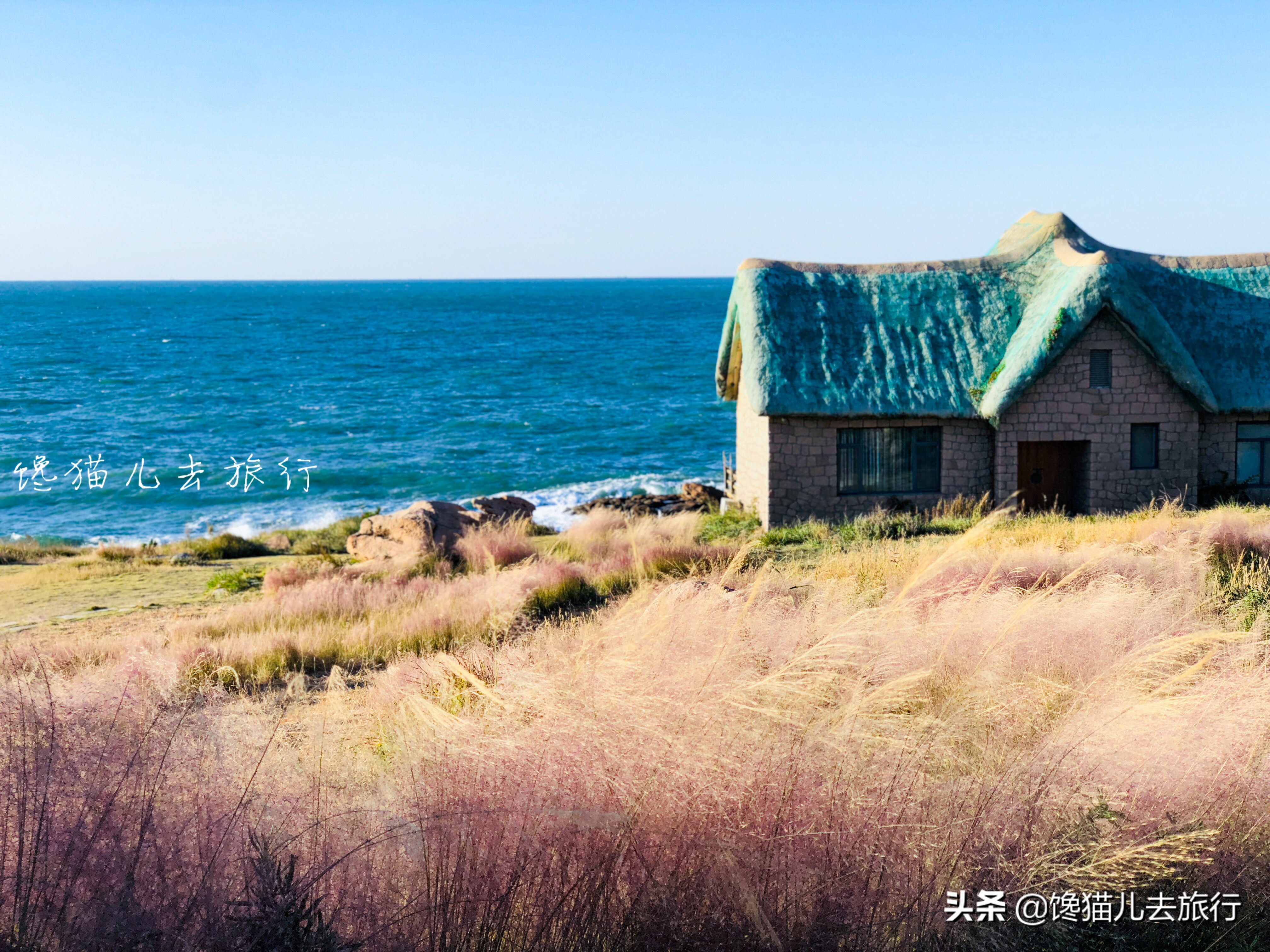 威海这种网红草,如何以一己之力,成为秋天里最受众人追捧的草?