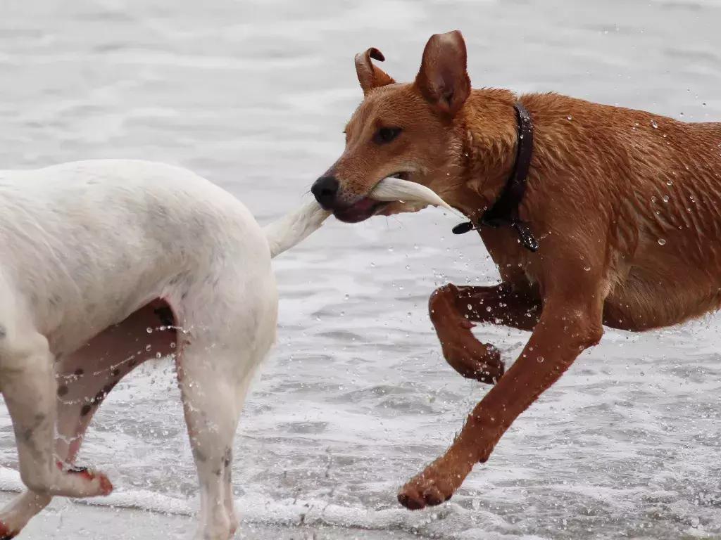 宠物发情期表现有哪些症状,如何度过宠物发情期
