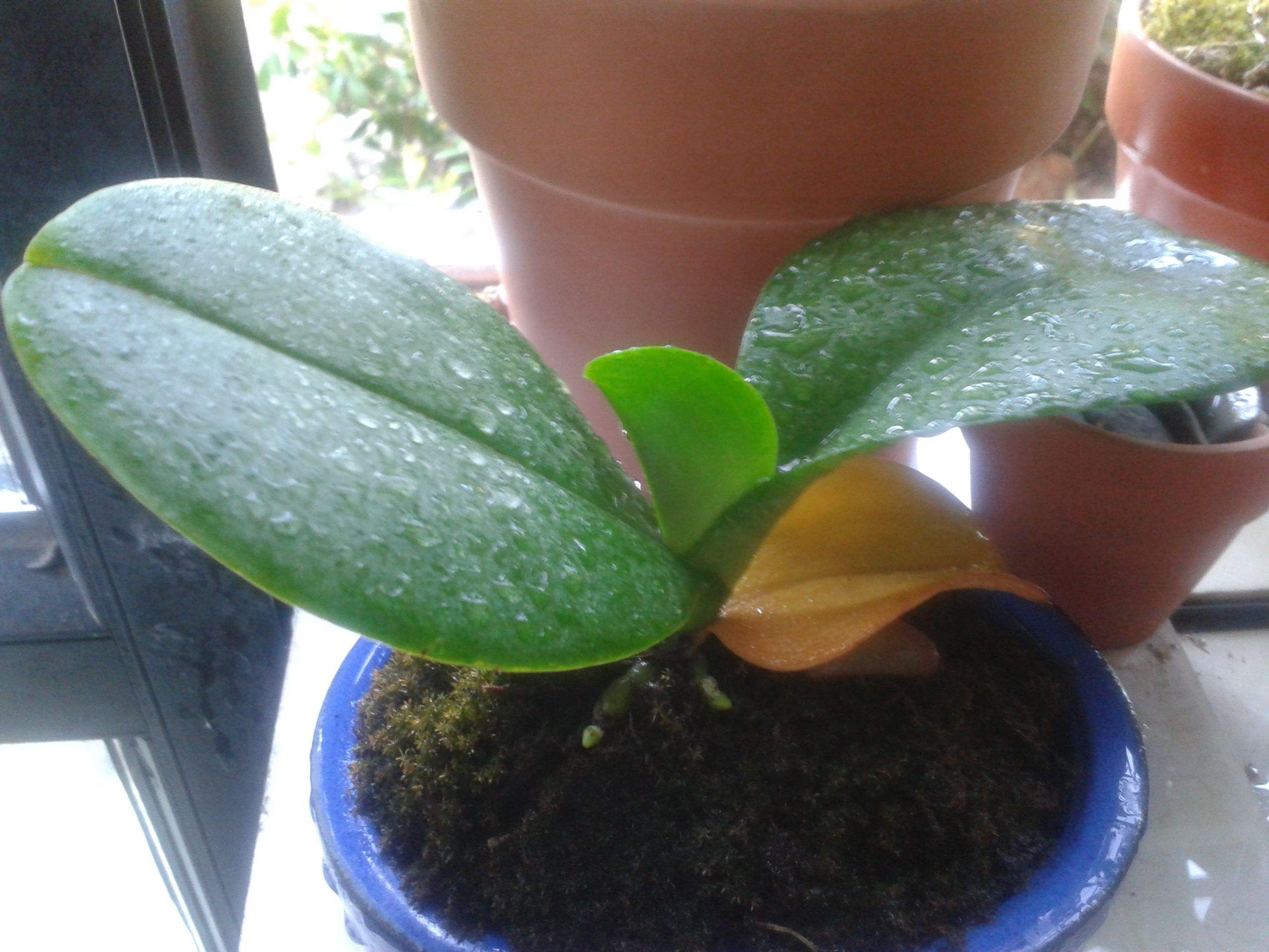 蝴蝶兰花期施肥的正确方法视频,蝴蝶兰施肥的方法