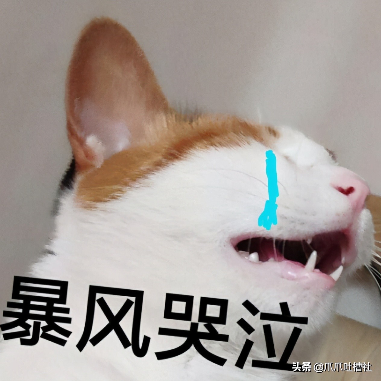 猫咪得了糖尿病,怎么办?给它喝点“糖盐水”