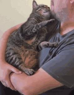 最近很火的一只猫的表情包,用了仓鼠猫表情包的人