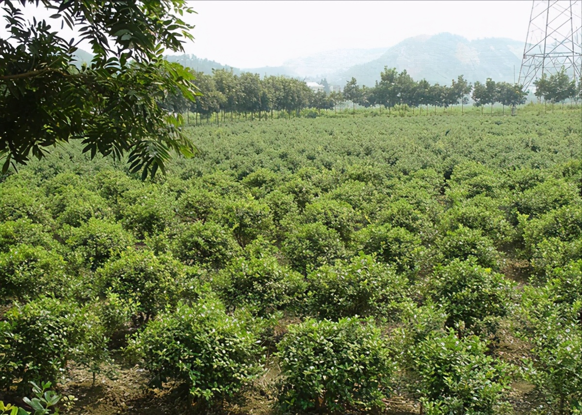 种植致富树的成功案例,农村创业种植什么树赚钱