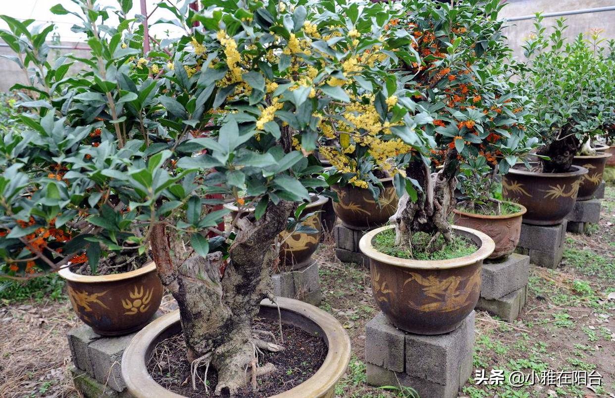 老桩造型桂花盆栽怎么养,盆栽桂花怎么养才能爆盆