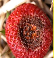 草莓炭疽病与根腐病是什么引起的,安徽草莓炭疽病零星发病怎么办