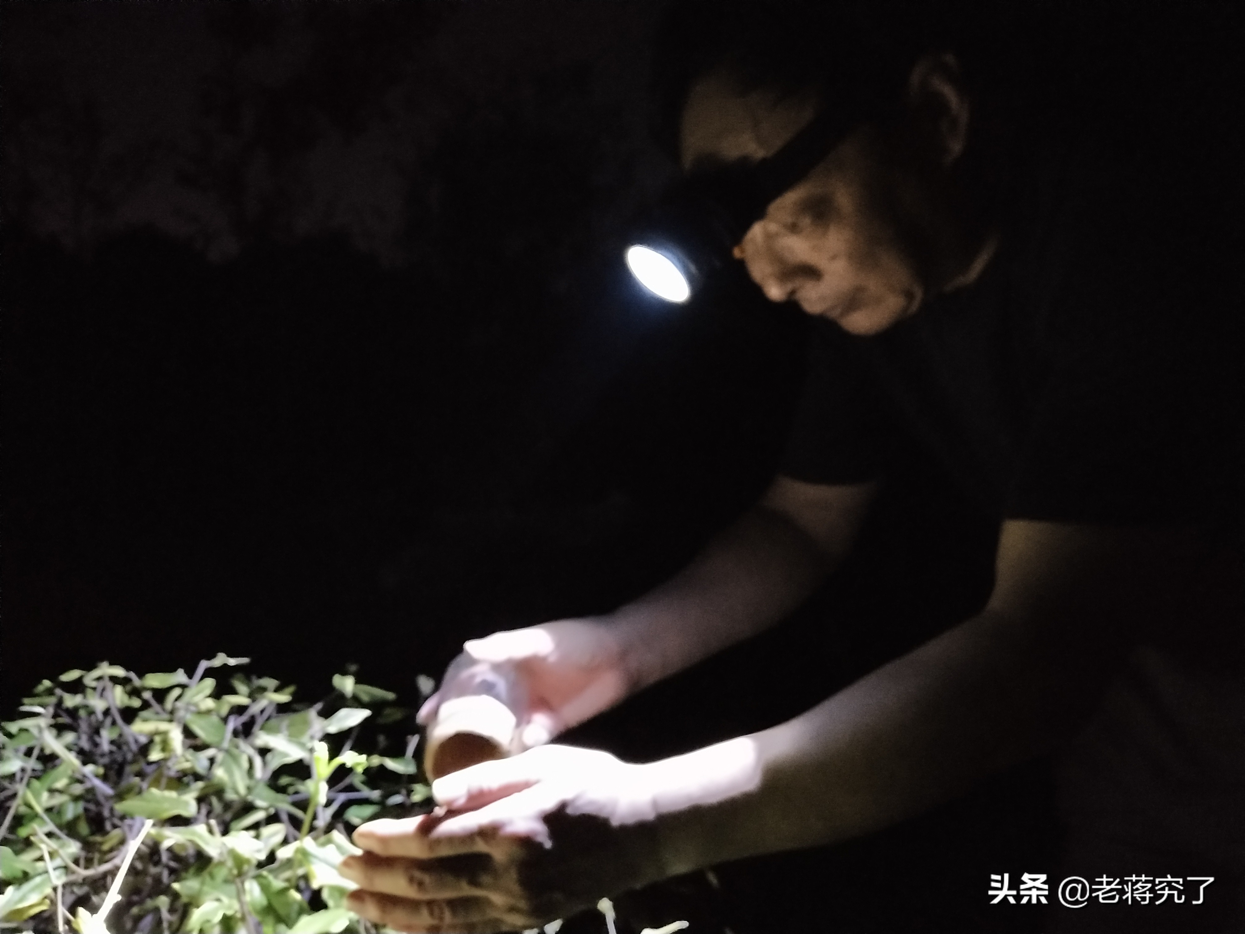 秋天到蟋蟀叫完整版,秋天到蟋蟀叫教材朗读