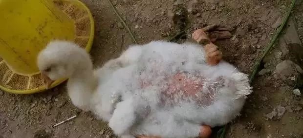 鸭子常见病,鸭子常见病防治方法