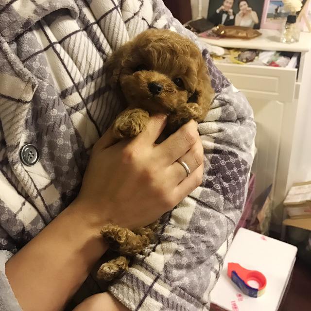 泰迪为什么这么难养,泰迪为什么这么多人养