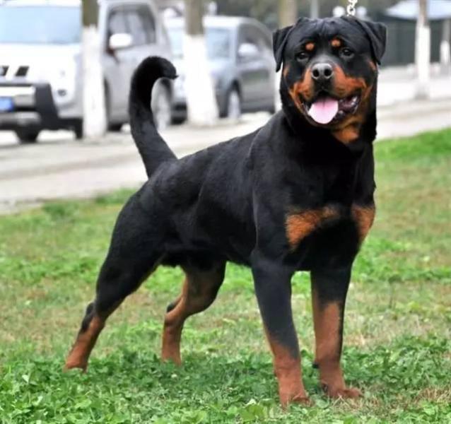 被小区不拴绳子的狗吓到了怎么办,孩子在小区内被未牵绳的狗追咬