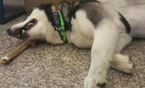 狗狗为何这么喜欢啃骨头又没肉,狗狗为什么都喜欢大骨头