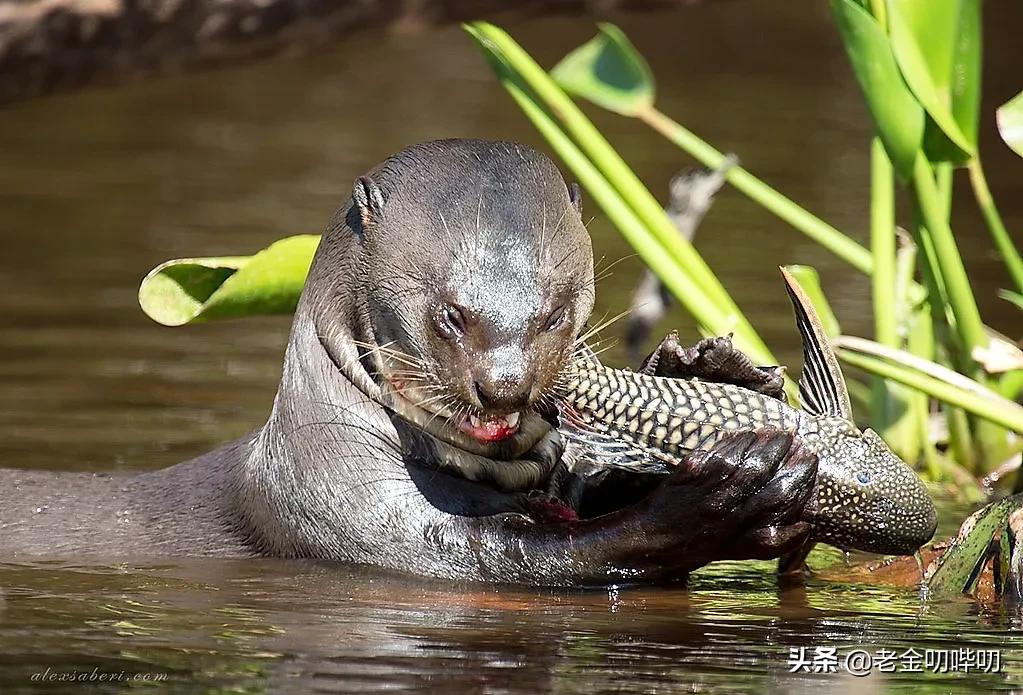 水獭与平头哥是同科吗,水獭动物界的平头哥