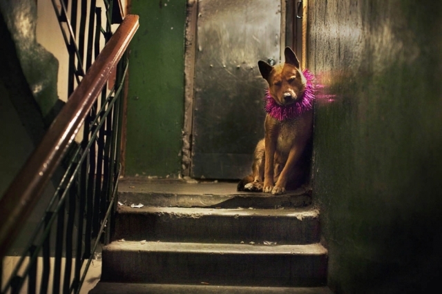 EvgeniaArbugaeva：冰雪童话