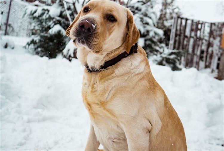 狗狗也会来例假,狗狗初次来月经要怎么护理