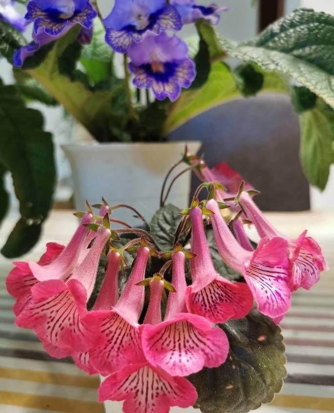 室内光照差反而长得旺的7种花,南方没有光照的阳台种什么植物好