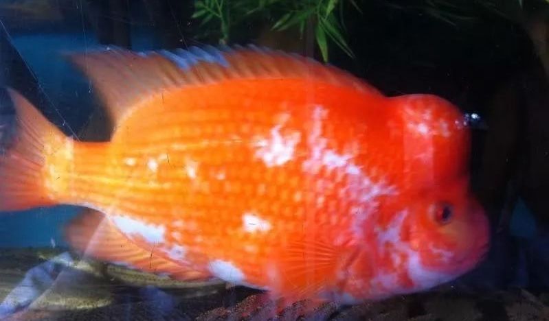 慈鲷品种,慈鲷类型