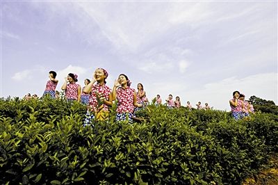 古丈毛尖珍品的价格,毛尖为什么是茶中珍品