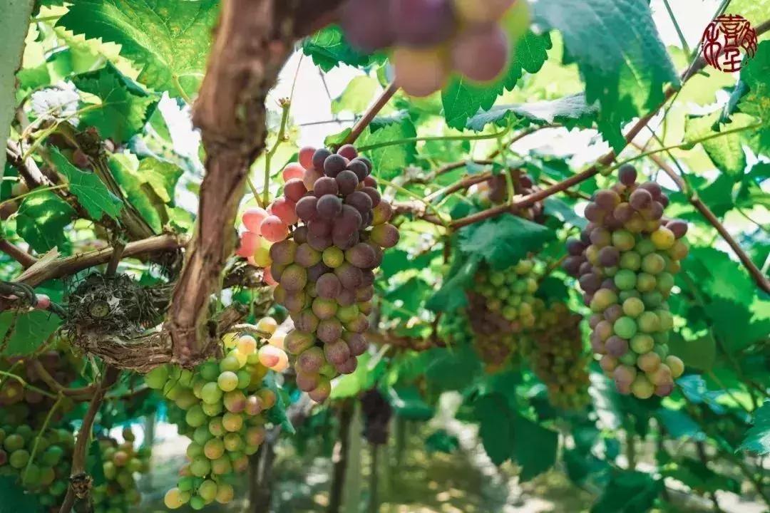 苏州通安的特色,苏州通安有什么美食