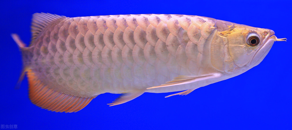 酵母菌水产养殖的作用,神奇酵母