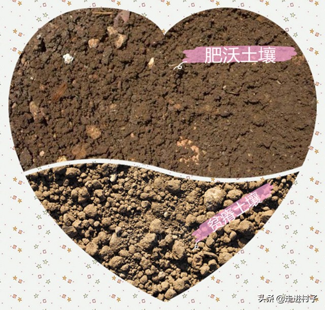 冬春茬黄瓜防萎蔫有办法,秋季黄瓜高温死苗怎么办