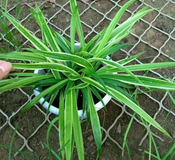 十大耐旱又好养的盆栽大植物,什么植物长得慢好养又好看