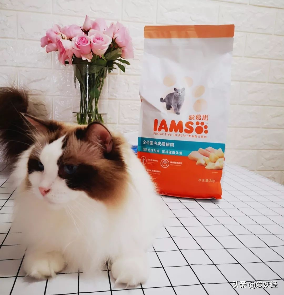 铲屎官减肥瘦身,吐毛球的铲屎官