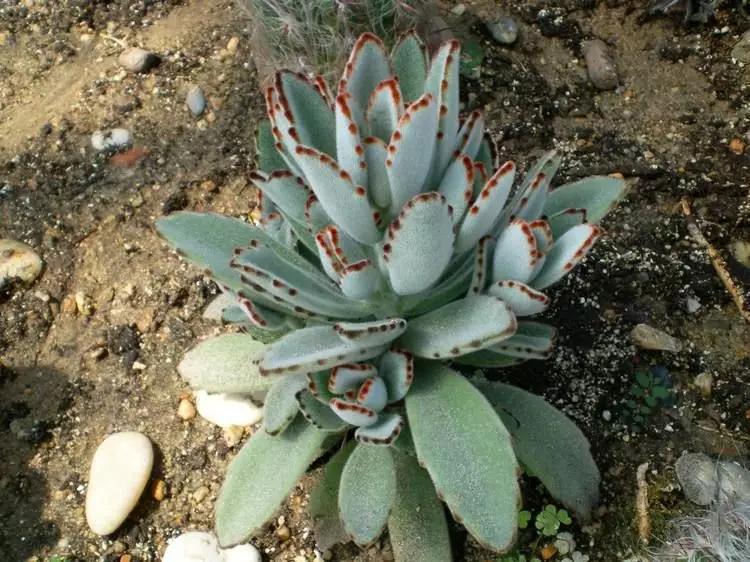 最值得买的多肉品种,包邮最漂亮多肉