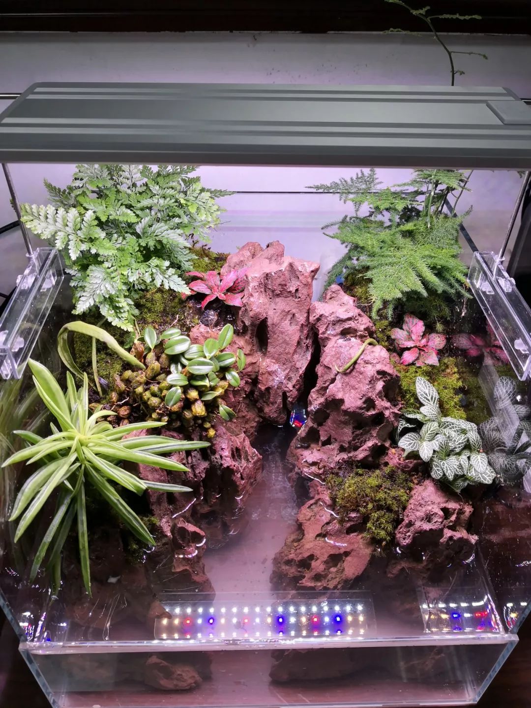 独家，CIPS公布七十款水族新产品，引行业注目