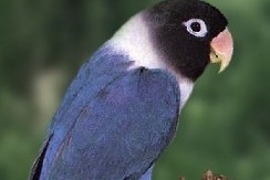 面类牡丹鹦鹉品种介绍及图片,牡丹鹦鹉品种介绍及图片和名字