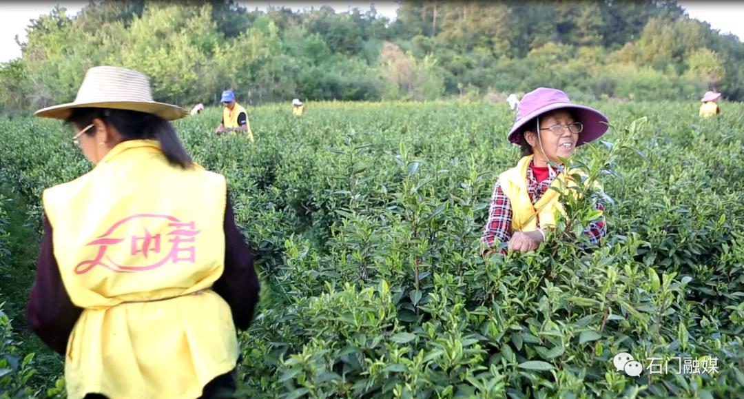 弃高薪！常德石门这个女硕士回村当“茶女”