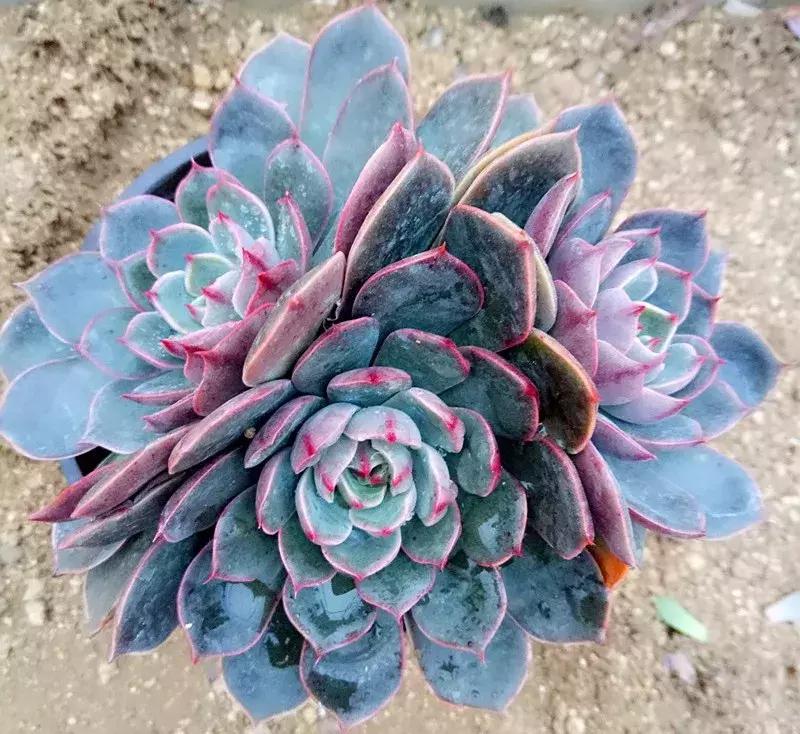 圣路易斯多肉,多肉植物科普课件图片