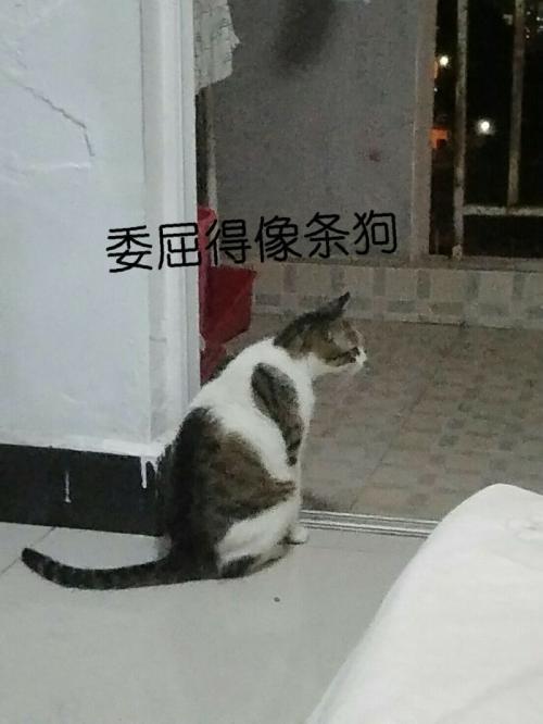 国内常见的猫的品种有哪些,国内很少人养的猫品种大全