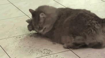 猫咪吸了猫薄荷后困正常吗,喵星人吸猫