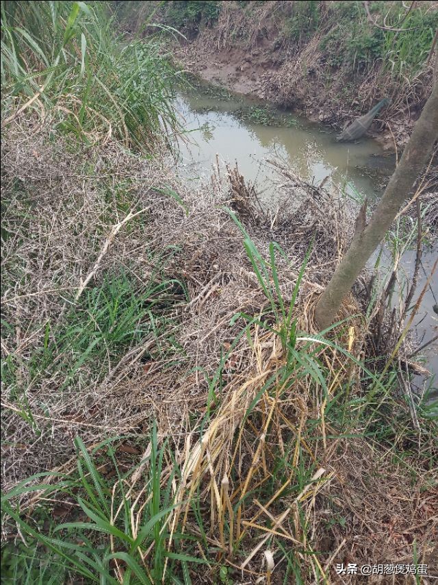 农作物的秸秆如何利用,秸秆要如何科学的处理