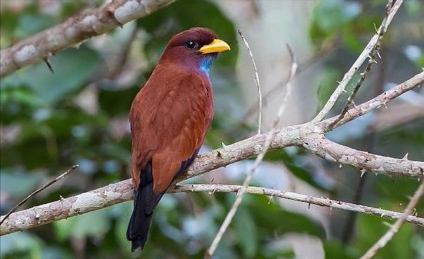 东江揽胜,惠州淡水常见鸟类图谱