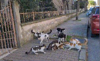 一群公猫围攻一只女猫,一群猫围殴一只猫